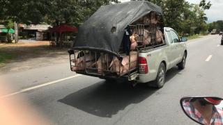 На байках за визой! Самуи - Малайзия - Самуи