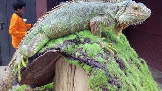 Парадайз парк на Самуи — Paradise Park Farm Samui